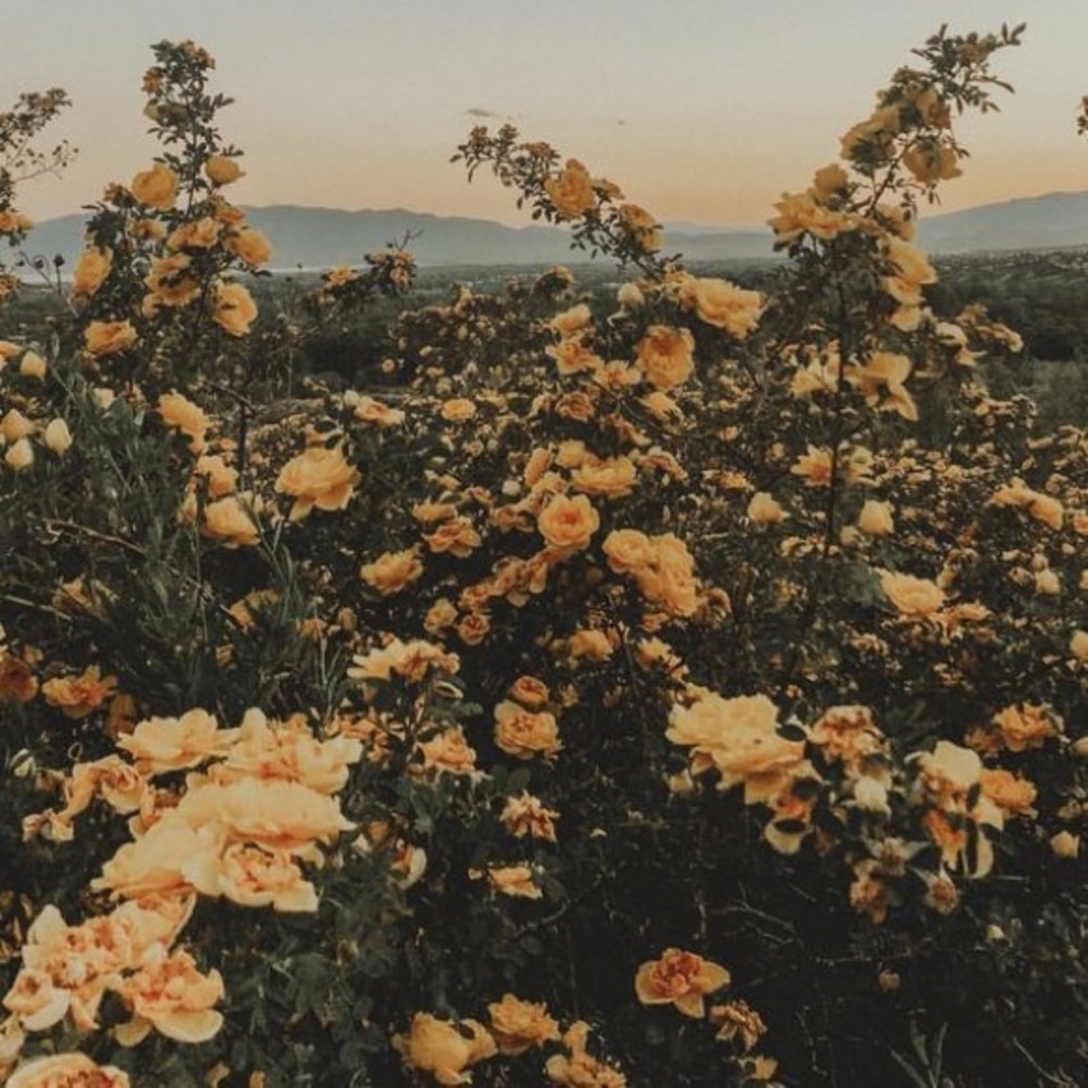 Meet your Posher, Jacqueline